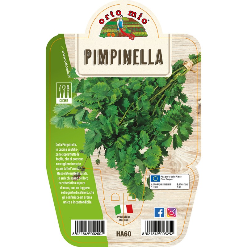 Pimpinella