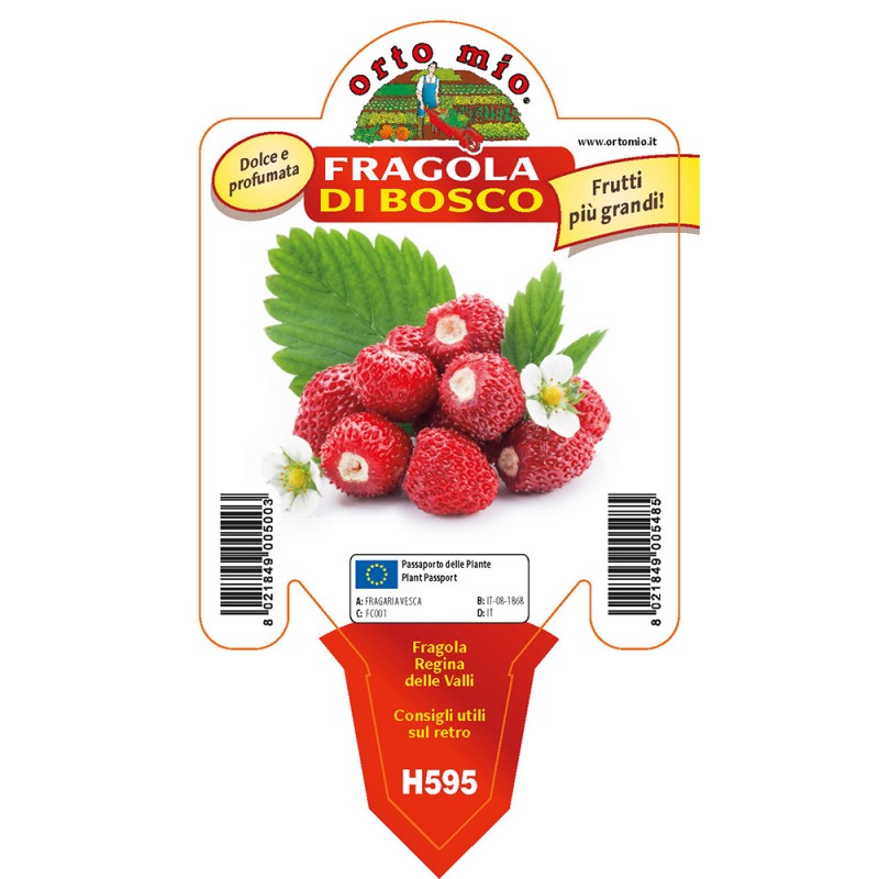 Fragola di Bosco vaso