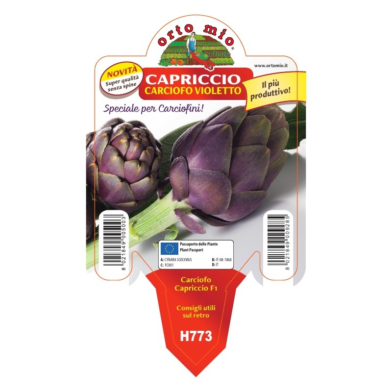 Carciofo violetto rifiorente precoce Capriccio Vaso