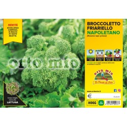 Broccoletto Friariello