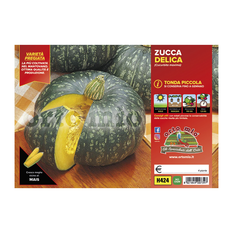 Zucca tonda