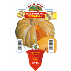 Zucca moscata di Provenza